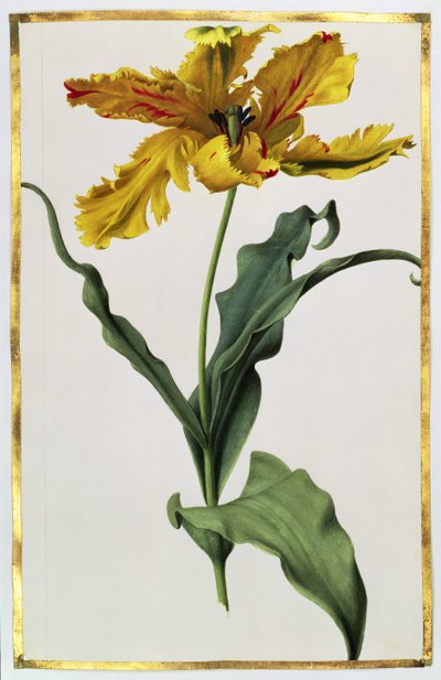 Tulip, c.1675 by Nicolas Robert